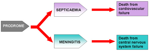 Disease Pathway